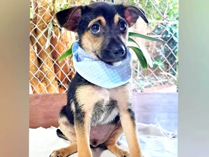 Cachorro raça SRD-ViraLata idade Abaixo de 2 meses nome Filhotes Machos 