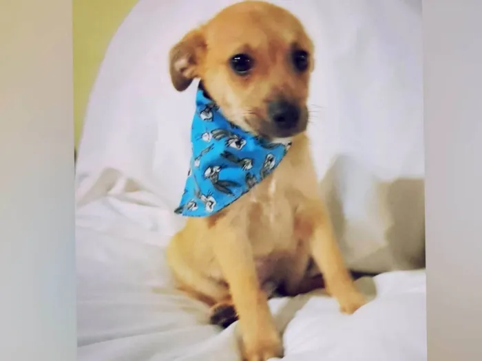 Cachorro raça SRD-ViraLata idade Abaixo de 2 meses nome Filhotes Machos 