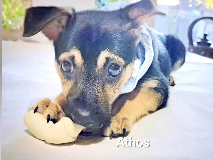 Cachorro raça SRD-ViraLata idade Abaixo de 2 meses nome Filhotes Machos 