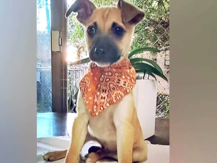 Cachorro raça SRD-ViraLata idade Abaixo de 2 meses nome Filhotes Machos 