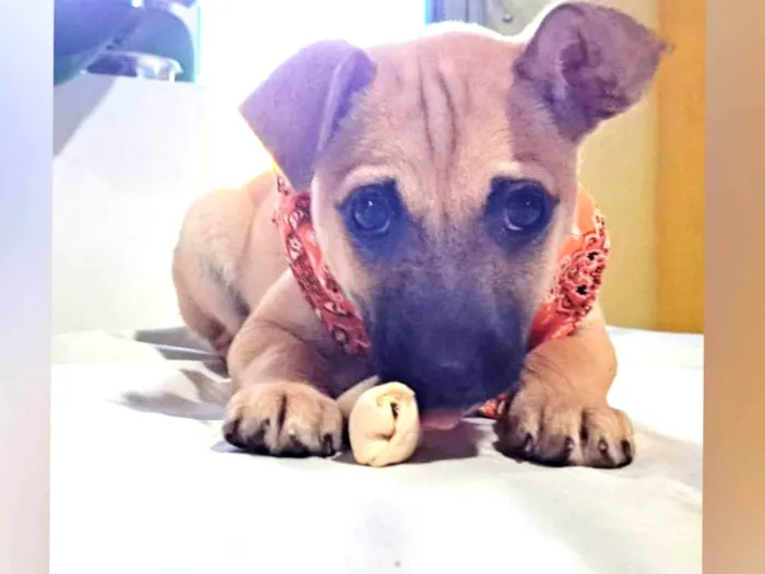 Cachorro raça SRD-ViraLata idade Abaixo de 2 meses nome Filhotes Machos 