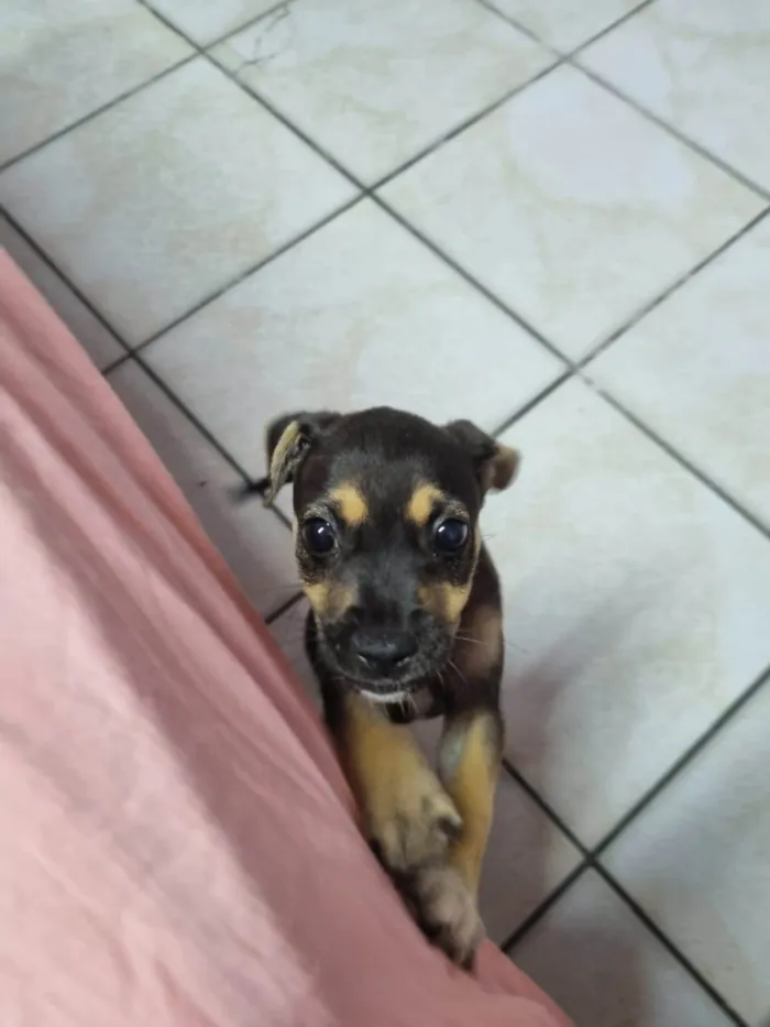 Cachorro raça SRD-ViraLata idade 2 a 6 meses nome Polly