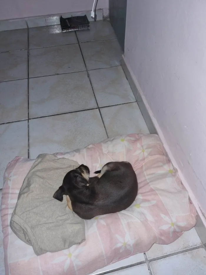 Cachorro raça SRD-ViraLata idade 2 a 6 meses nome Polly