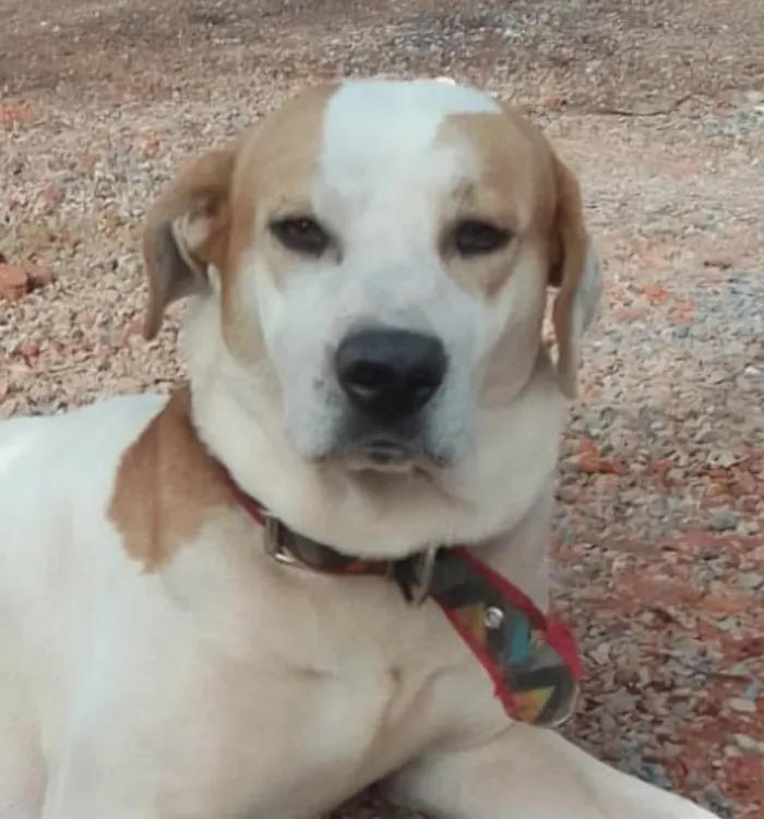 Cachorro ra a Mestico  idade 1 ano nome Branco 