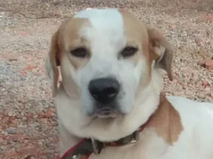 Cachorro raça Mestico  idade 1 ano nome Branco 
