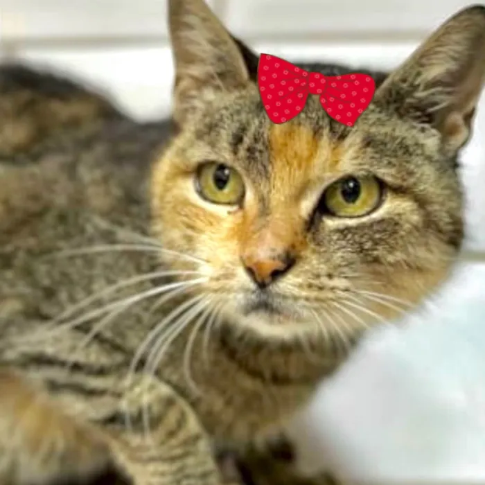 Gato ra a Mestica  idade 7 a 11 meses nome Amora 