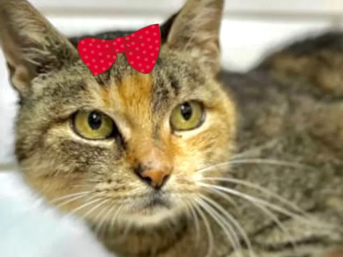 Gato ra a Mestica  idade 7 a 11 meses nome Amora 