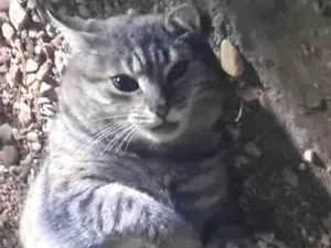 Gato raça SRD-ViraLata idade 2 anos nome CEREJA