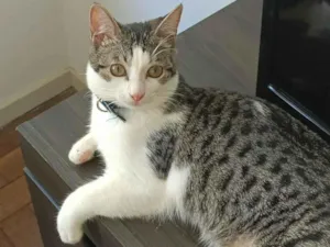 Gato raça Srd idade 7 a 11 meses nome Edu