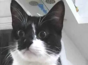 Gato raça SRD-ViraLata idade 2 anos nome LENON