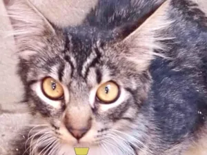 Gato raça Mestico  idade 2 a 6 meses nome Chico 