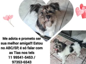 Cachorro raça Srd idade 7 a 11 meses nome Filhota