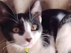 Gato raça Mestico  idade 2 a 6 meses nome Mickey 