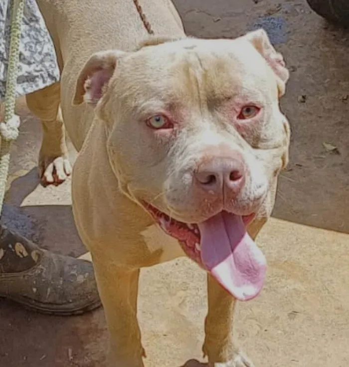 Cachorro ra a American Bully idade 1 ano nome Spaik 