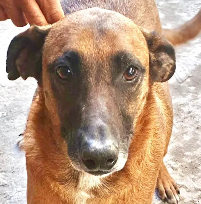 Cachorro ra a Mestico  idade 3 anos nome Bob 