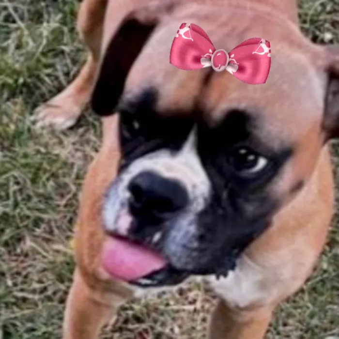 Cachorro ra a Boxer idade 3 anos nome Lola 