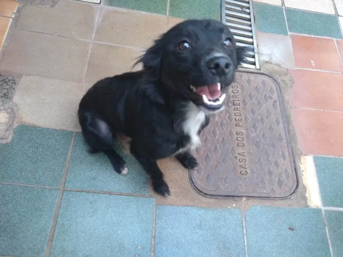 Cachorro ra a Raça de muito pelo idade 1 ano nome Mel 