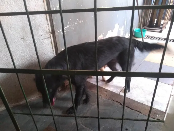 Cachorro ra a Raça de muito pelo idade 1 ano nome Mel 