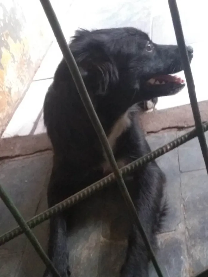 Cachorro ra a Raça de muito pelo idade 1 ano nome Mel 