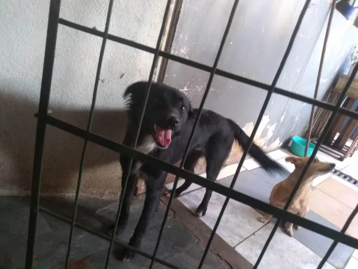 Cachorro ra a Raça de muito pelo idade 1 ano nome Mel 