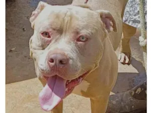 Cachorro raça American Bully idade 1 ano nome Spaik 