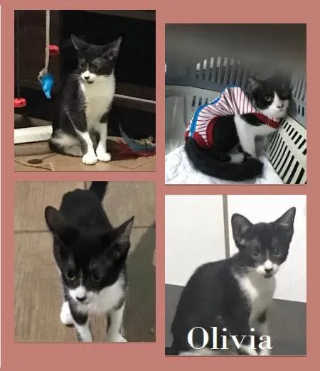 Gato ra a SRD-ViraLata idade 2 a 6 meses nome OLIVIA