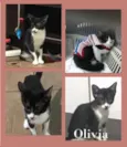 OLIVIA