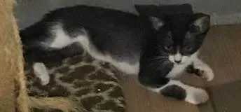Gato ra a SRD-ViraLata idade 2 a 6 meses nome OLIVIA