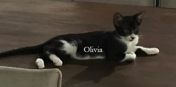 Gato ra a SRD-ViraLata idade 2 a 6 meses nome OLIVIA