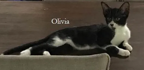 Gato ra a SRD-ViraLata idade 2 a 6 meses nome OLIVIA