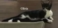 OLIVIA