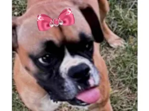 Cachorro raça Boxer idade 3 anos nome Lola 