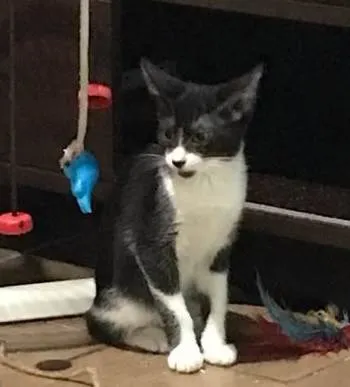 Gato ra a SRD-ViraLata idade 2 a 6 meses nome OLIVIA
