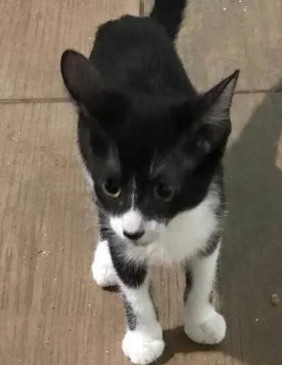 Gato ra a SRD-ViraLata idade 2 a 6 meses nome OLIVIA
