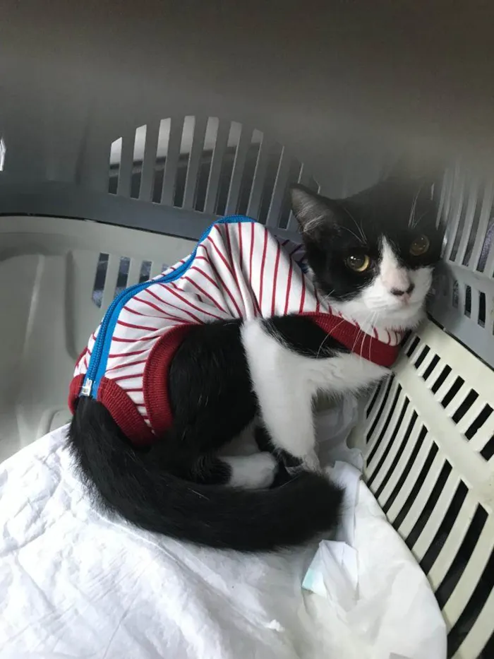 Gato ra a SRD-ViraLata idade 2 a 6 meses nome OLIVIA