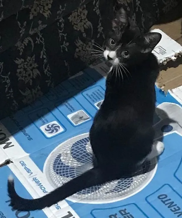 Gato ra a SRD-ViraLata idade 2 a 6 meses nome OLIVIA