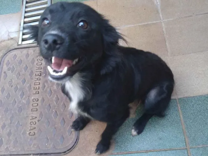 Cachorro ra a Raça de muito pelo idade 1 ano nome Mel 