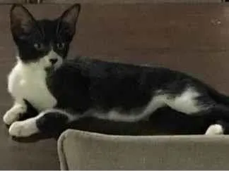 Gato ra a SRD-ViraLata idade 2 a 6 meses nome OLIVIA