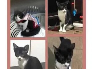 Gato raça SRD-ViraLata idade 2 a 6 meses nome OLIVIA