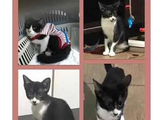 Gato ra a SRD-ViraLata idade 2 a 6 meses nome OLIVIA