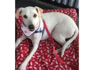 Cachorro raça SRD-ViraLata idade 7 a 11 meses nome Vitória
