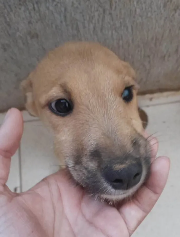 Cachorro ra a Mestico  idade 2 a 6 meses nome Dino 