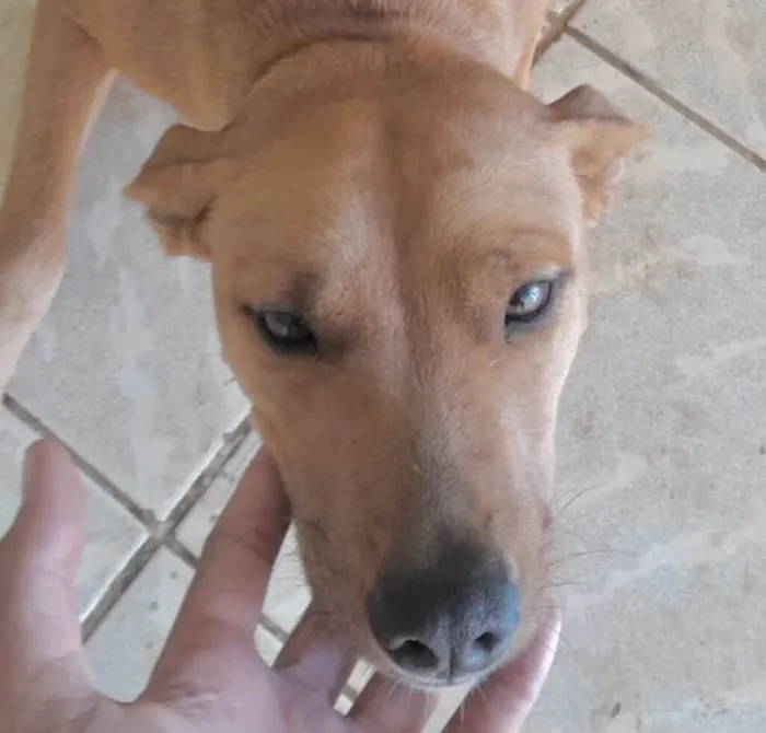 Cachorro ra a Mestico  idade 2 a 6 meses nome Pluto 