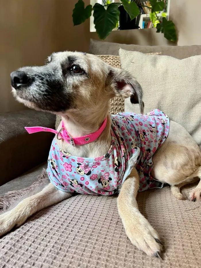 Cachorro ra a SRD-ViraLata idade 1 ano nome Princesa