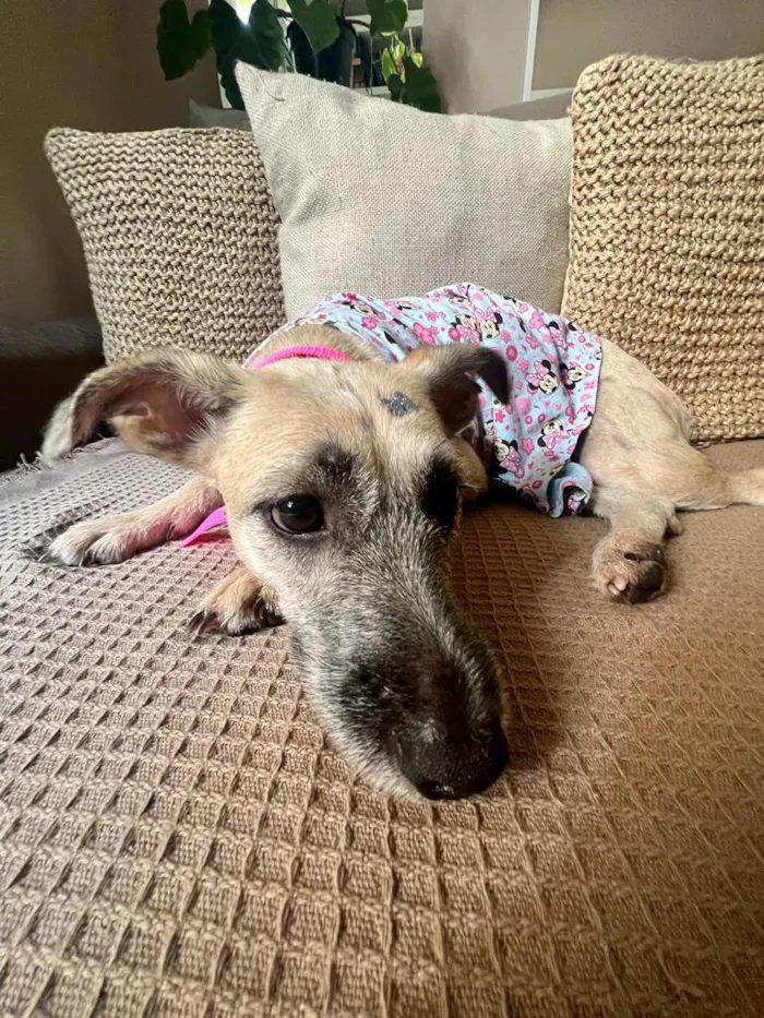 Cachorro ra a SRD-ViraLata idade 1 ano nome Princesa