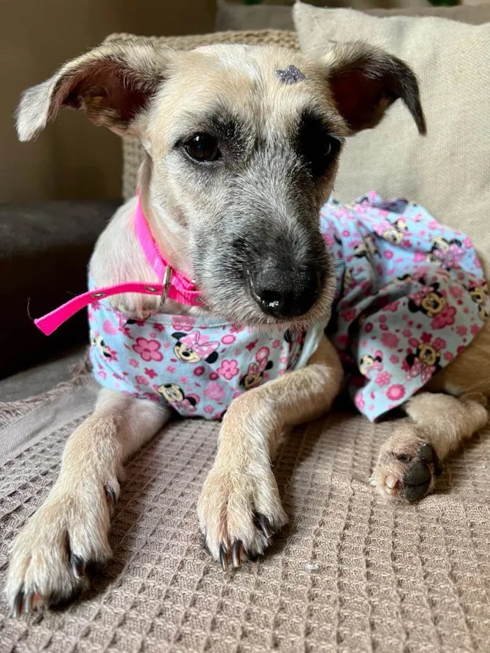Cachorro ra a SRD-ViraLata idade 1 ano nome Princesa
