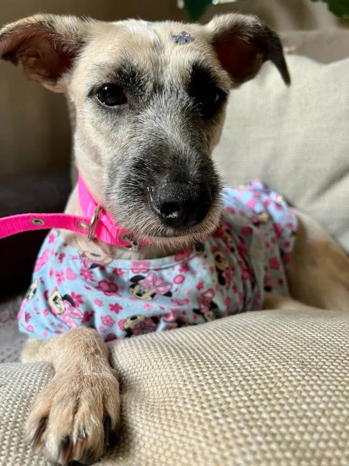 Cachorro ra a SRD-ViraLata idade 1 ano nome Princesa