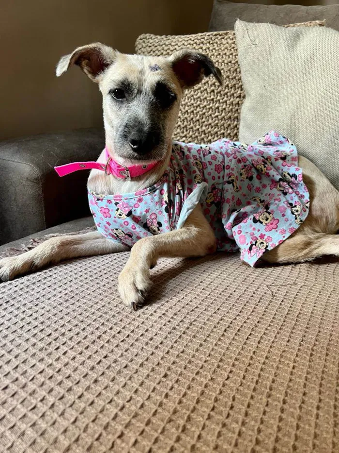 Cachorro ra a SRD-ViraLata idade 1 ano nome Princesa