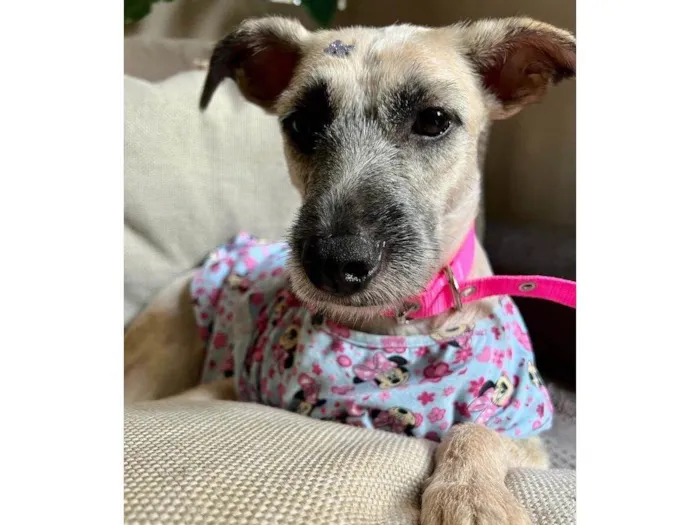 Cachorro ra a SRD-ViraLata idade 1 ano nome Princesa