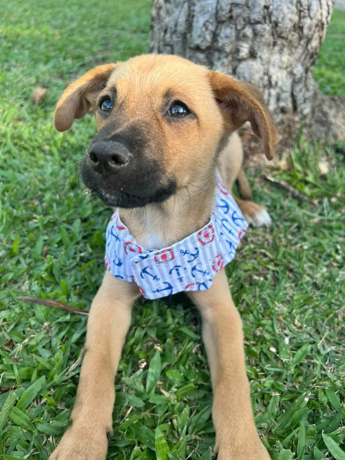 Cachorro ra a SRD-ViraLata idade 2 a 6 meses nome Farofa